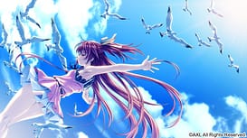 Dolphin Divers / Image 13